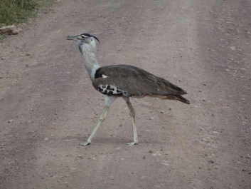 Afrika_176