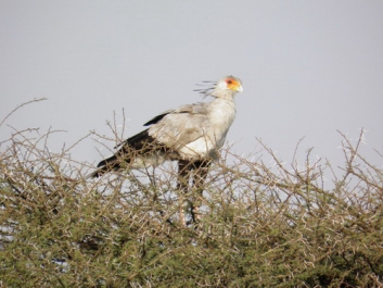Afrika_330