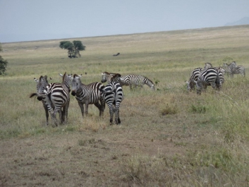 Afrika_058