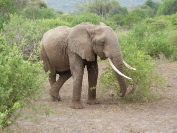 Afrika_013