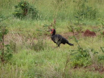 Afrika_244