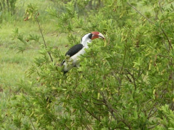 Afrika_082