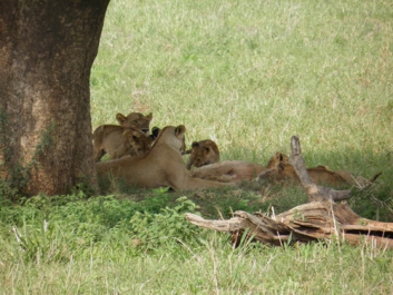 Afrika_351