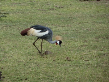 Afrika_157