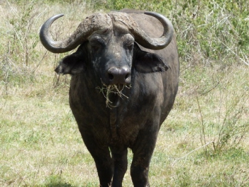Afrika_035