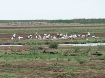 Afrika_015