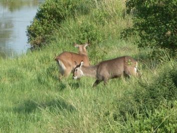 Afrika_063