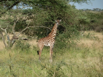 Afrika_215