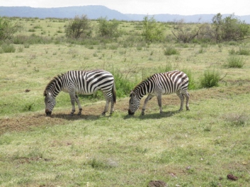 Afrika_288