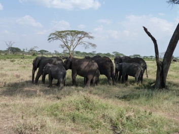 Afrika_231