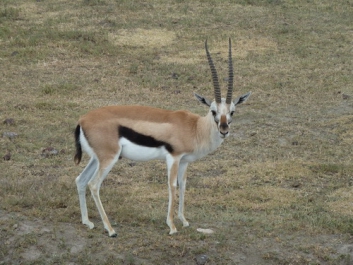 Afrika_181