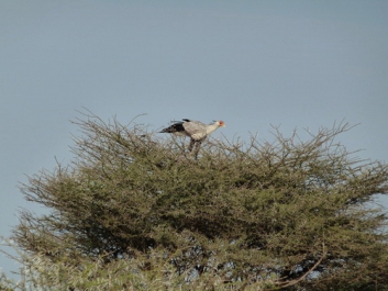 Afrika_212