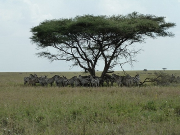 Afrika_195