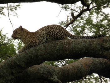 Afrika_340