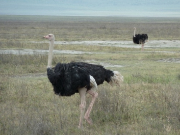 Afrika_044