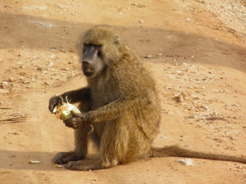 Afrika_344