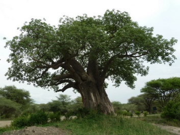 Afrika_077