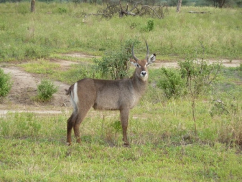 Afrika_242