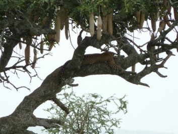 Afrika_196