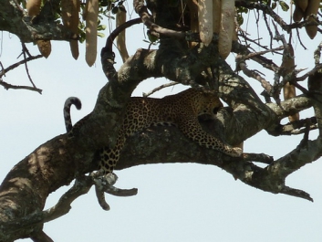 Afrika_220