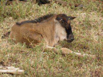 Afrika_300