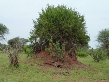Afrika_247